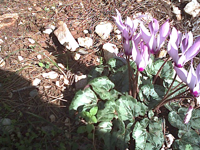 20020223-Jerusalem-Forest-06.jpg