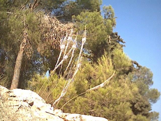 20020913-Jerusalem-Forest-13.jpg