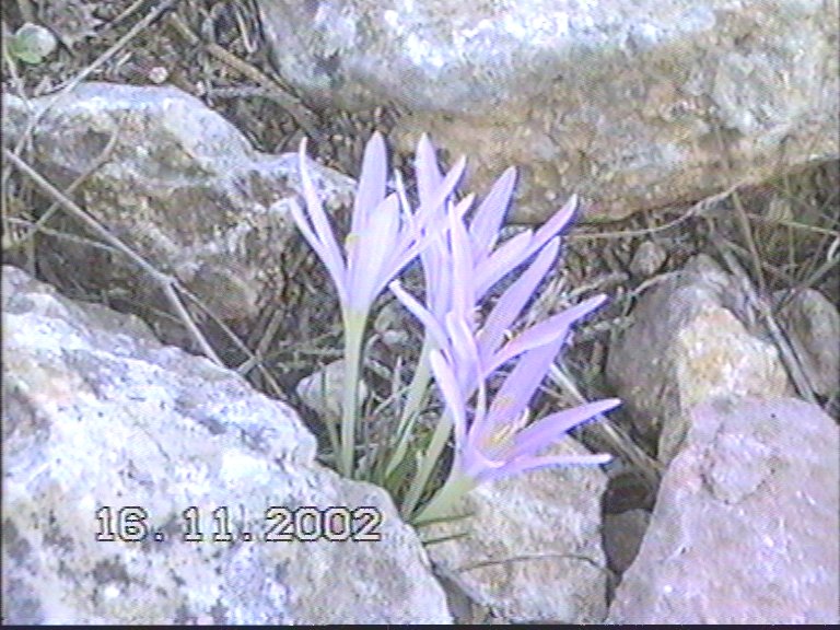 20021117-Jerusalem-Forest-16.jpg