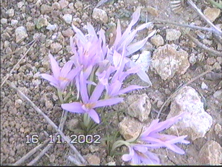 20021117-Jerusalem-Forest-18.jpg