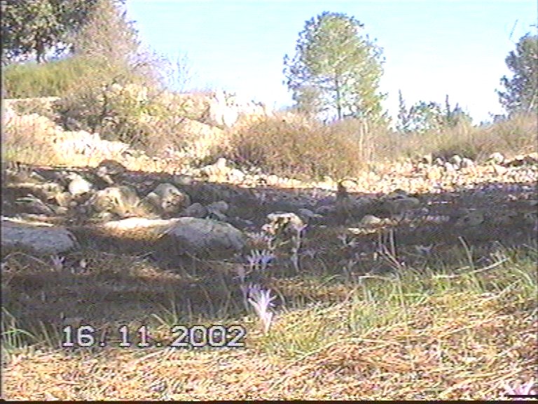 20021117-Jerusalem-Forest-28.jpg