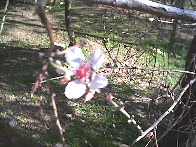 20030110-Jerusalem-Forest-10.jpg