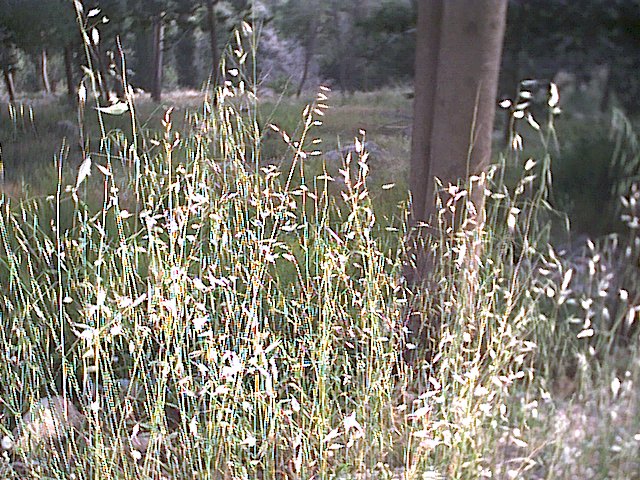 20030502-Jerusalem-Forest-3.jpg