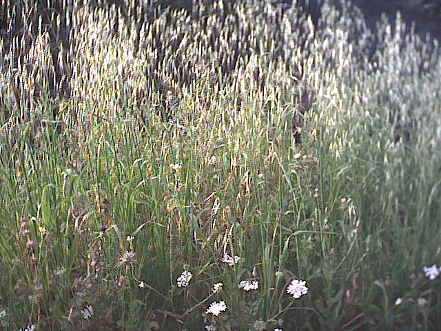 20030502-Jerusalem-Forest-6.jpg
