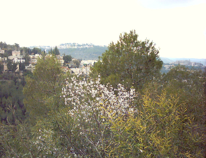 20040109-Jerusalem-Forest-0013.JPG
