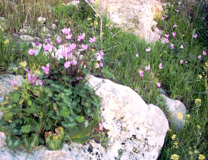 20040308-Jerusalem-Forest-06.jpg