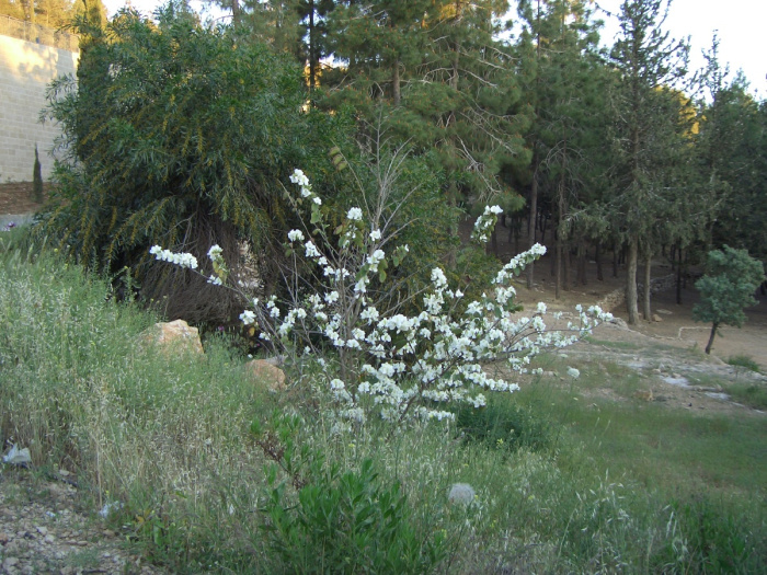 20040424-Jerusalem-Forest-magnolia-C0049.jpg