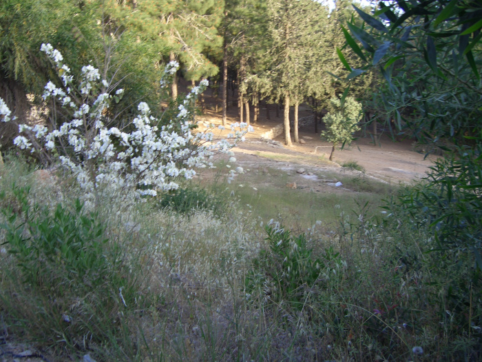 20040501-Jerusalem-Forest-magnolia-C10002.JPG