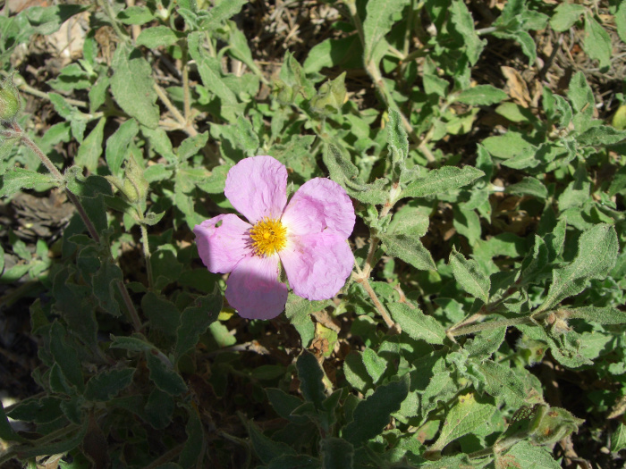 20040522-Jerusalem-Forest-09.JPG
