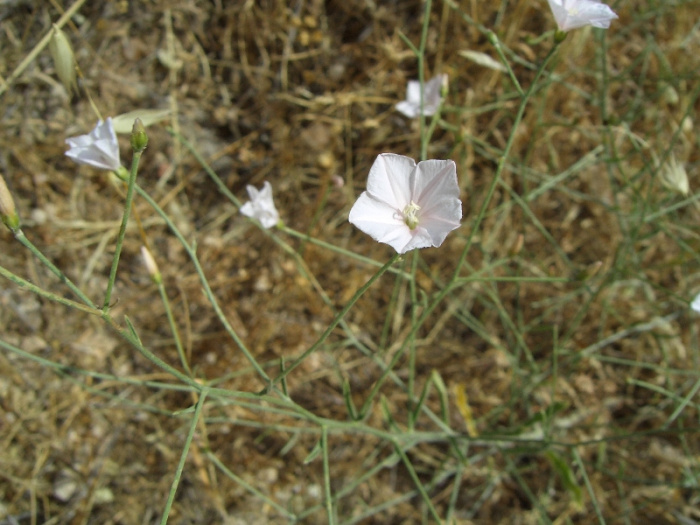 20040522-Jerusalem-Forest-22.jpg