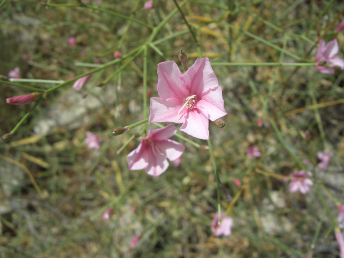 20040522-Jerusalem-Forest-27.JPG