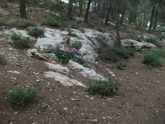 20110325-133944-Jerusalem-Forest-C1567.jpg