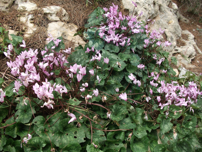 20110325-134008-Jerusalem-Forest-C1569.jpg