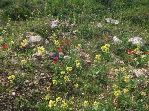 20120409-180700-Jerusalem-Forest-F3423.jpg
