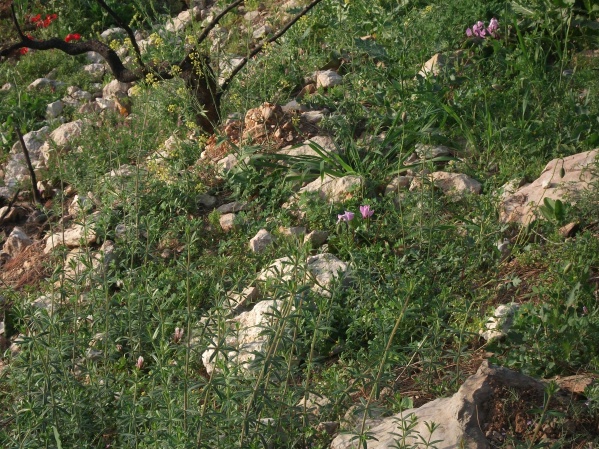 20120409-180918-Jerusalem-Forest-F3435.jpg