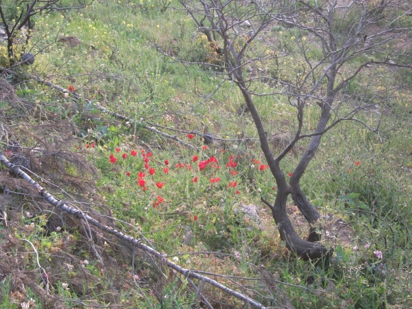 20120409-184116-Jerusalem-Forest-F3437.jpg