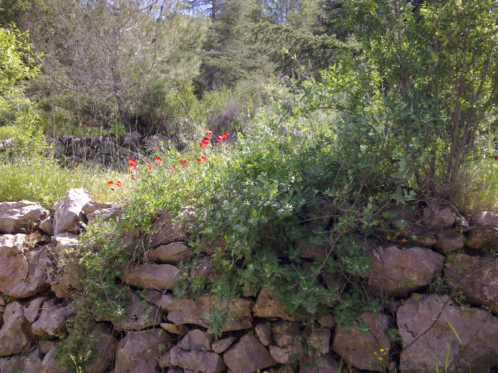 20120411-084738-Jerusalem-Forest-E0780.jpg