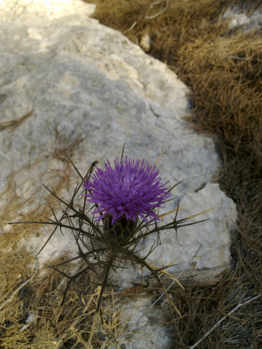 20120922-152232-Jerusalem-Forest-N0919r.jpg