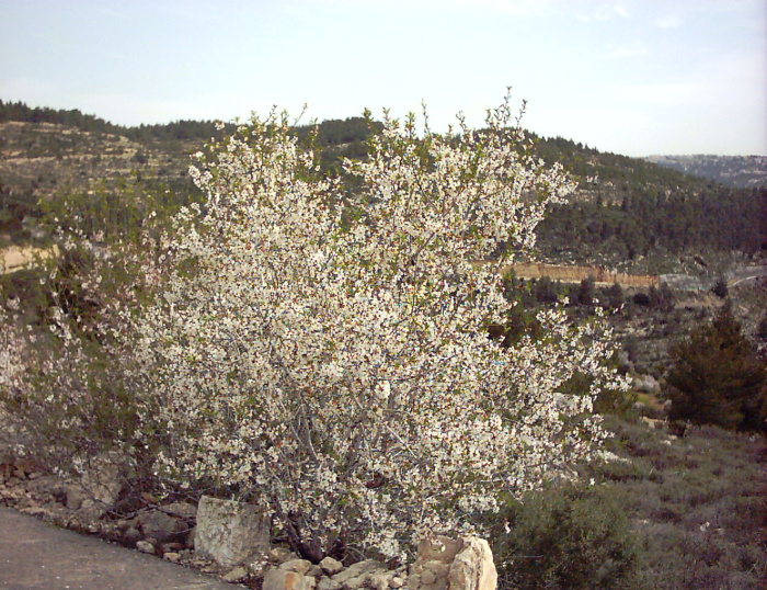 20040228-165948-Jerusalem-Sataf-0001.JPG