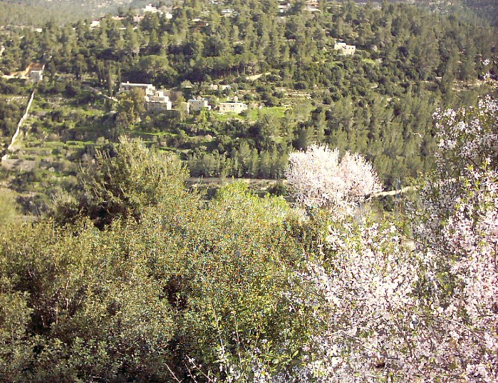 20040228-Jerusalem-Sataf-0024.jpg