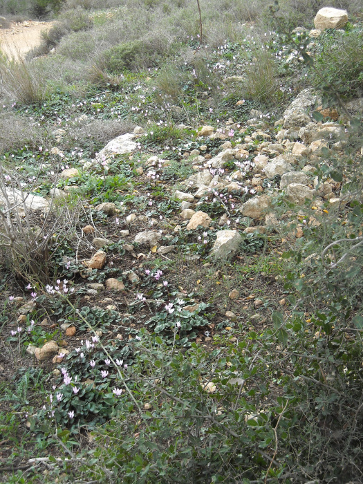 20090206-110622-Jerusalem-Sataf-N0152r.jpg