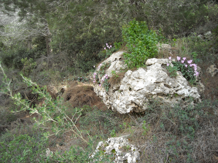20090220-113436-Jerusalem-Sataf-N0164.jpg