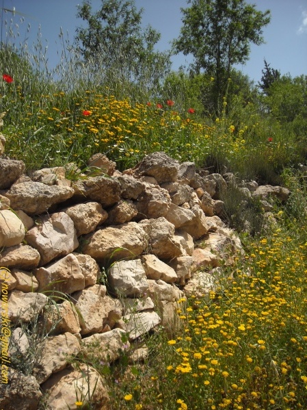 20090415-110210-Jerusalem-Sataf-N0064.jpg