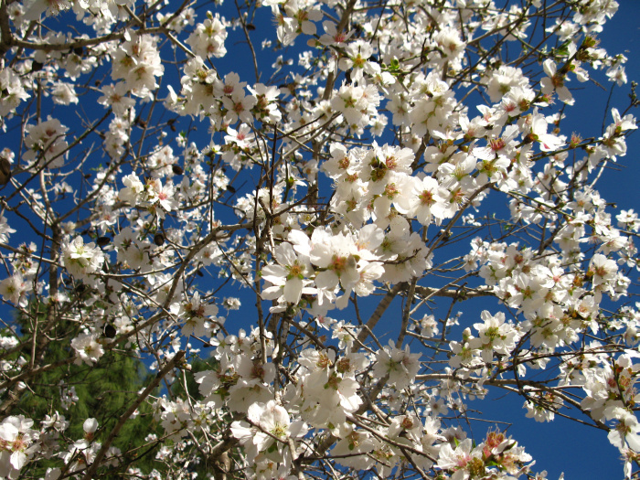 20100115-134120-Jerusalem-Sataf-C4143.jpg