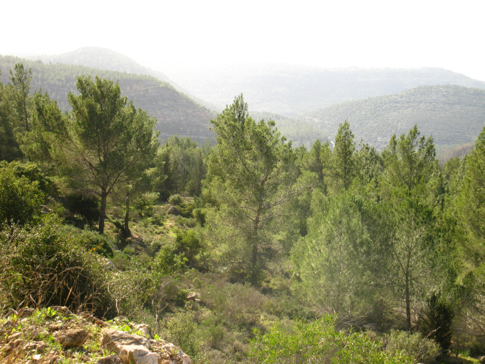 20100115-143558-Jerusalem-Sataf-C4152.jpg