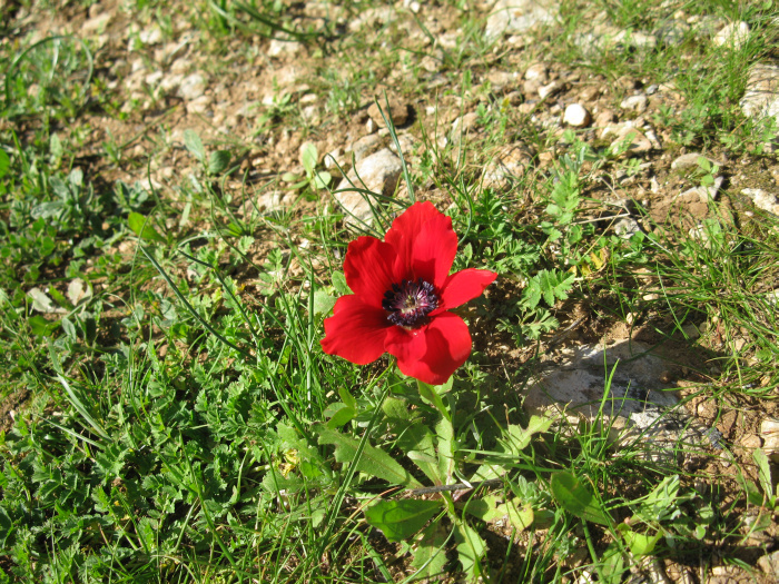 20100115-143912-Jerusalem-Sataf-C4154.jpg