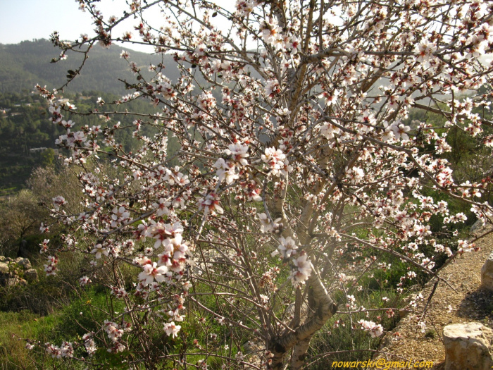 20100123-145338-Jerusalem-Sataf-4294.jpg