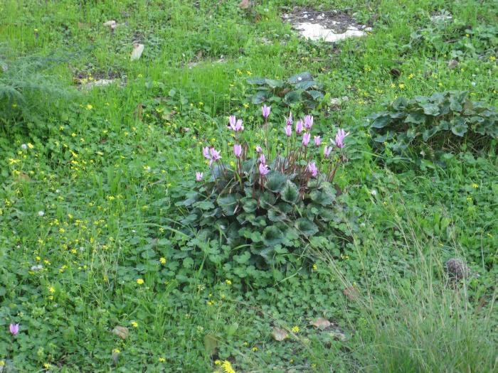 20100123-161316-Jerusalem-Sataf-C4303.jpg
