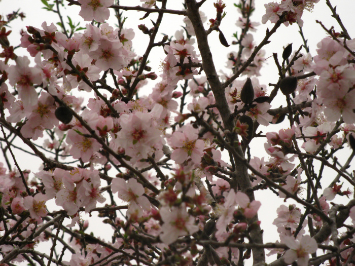 20100130-144640-Jerusalem-Sataf-C4517.jpg