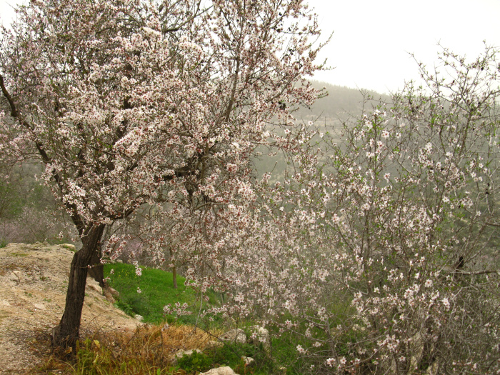 20100130-145100-Jerusalem-Sataf-C4520.jpg