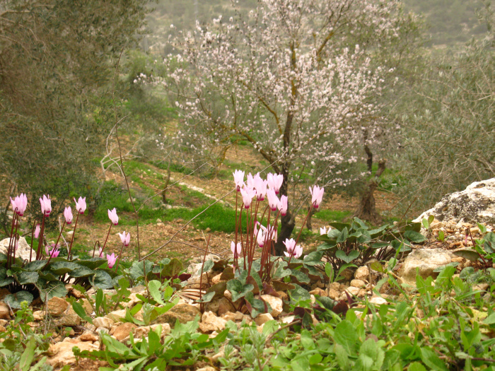 20100130-150510-Jerusalem-Sataf-C4553.jpg