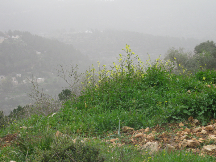20100130-152900-Jerusalem-Sataf-C4571.jpg