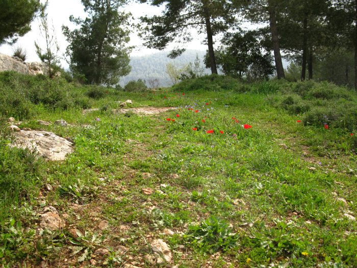 20100306-151336-Jerusalem-Sataf-C5025.jpg