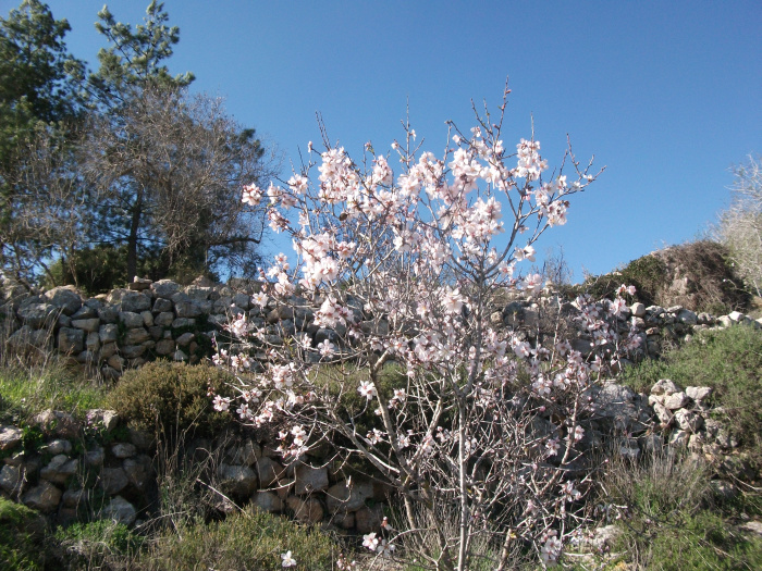 20120211-140648-Jerusalem-Sataf-F2771.jpg