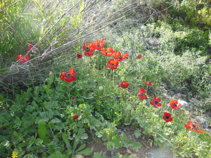 20140401-164706-Jerusalem-Sataf-N5643.jpg