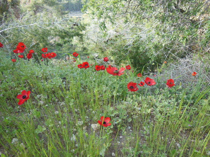20140401-165042-Jerusalem-Sataf-N5645.jpg