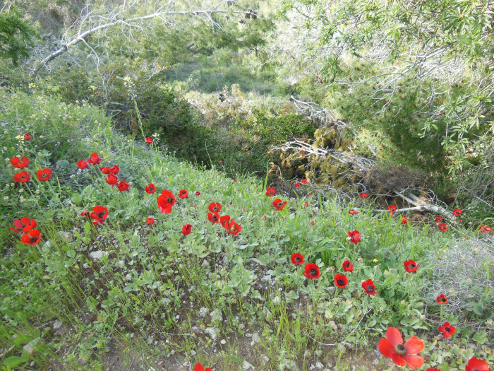 20140401-165050-Jerusalem-Sataf-N5648.jpg
