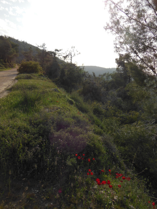 20140401-173028-Jerusalem-Sataf-N5709r.jpg