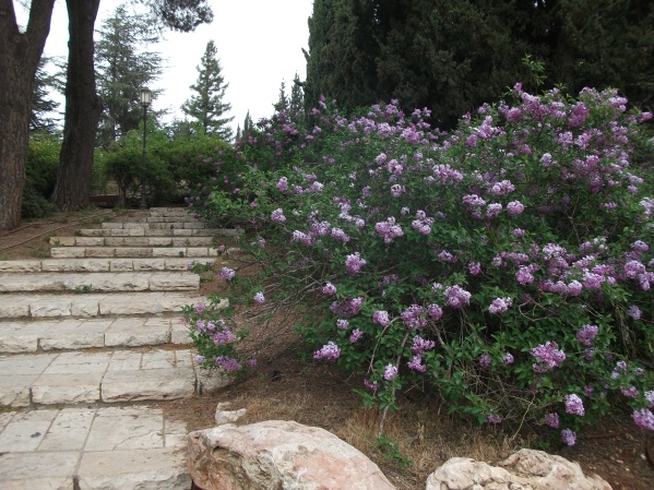 20120412-172914-Jerusalem-Wohl-Rose-Garden-F3470.jpg
