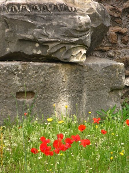 20110611-120116-rome-9353.jpg