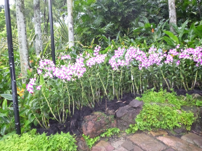 20141206-111130-Singapore-Botanic-Gardens-PJ1736.JPG