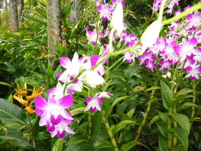 20141206-111158-Singapore-Botanic-Gardens-PJ1737.JPG