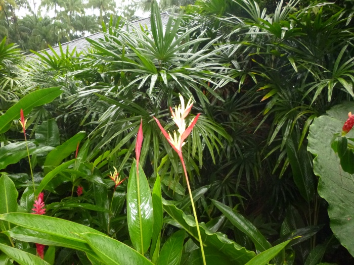 20141206-111326-Singapore-Botanic-Gardens-PJ1742.JPG