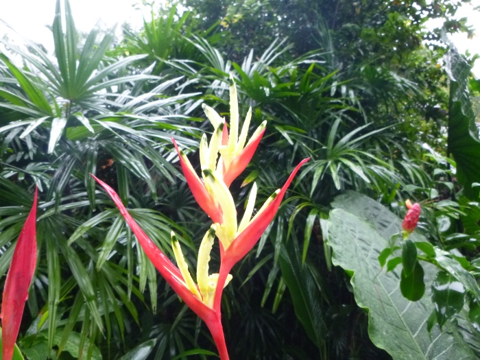 20141206-111336-Singapore-Botanic-Gardens-PJ1743.JPG