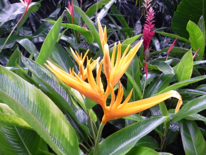 20141206-111402-Singapore-Botanic-Gardens-PJ1746.JPG