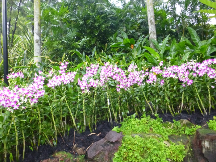 20141206-111520-Singapore-Botanic-Gardens-PJ1752.JPG
